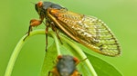  Cicada nymphs have been starting to crawl out of the ground in droves across the East Coast, and the highly anticipated emergence of the -year-old insects has been ramping up in the Mid-Atlantic in recent days